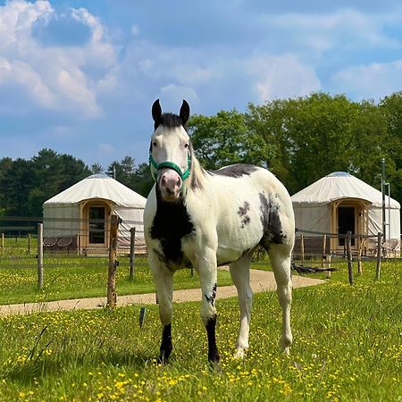 Magnolia Hoeve - Unieke Bestemming Voor Paardenliefhebbers En Bijzondere Overnachtingen In De Natuur Ledeacker Eksteriør billede