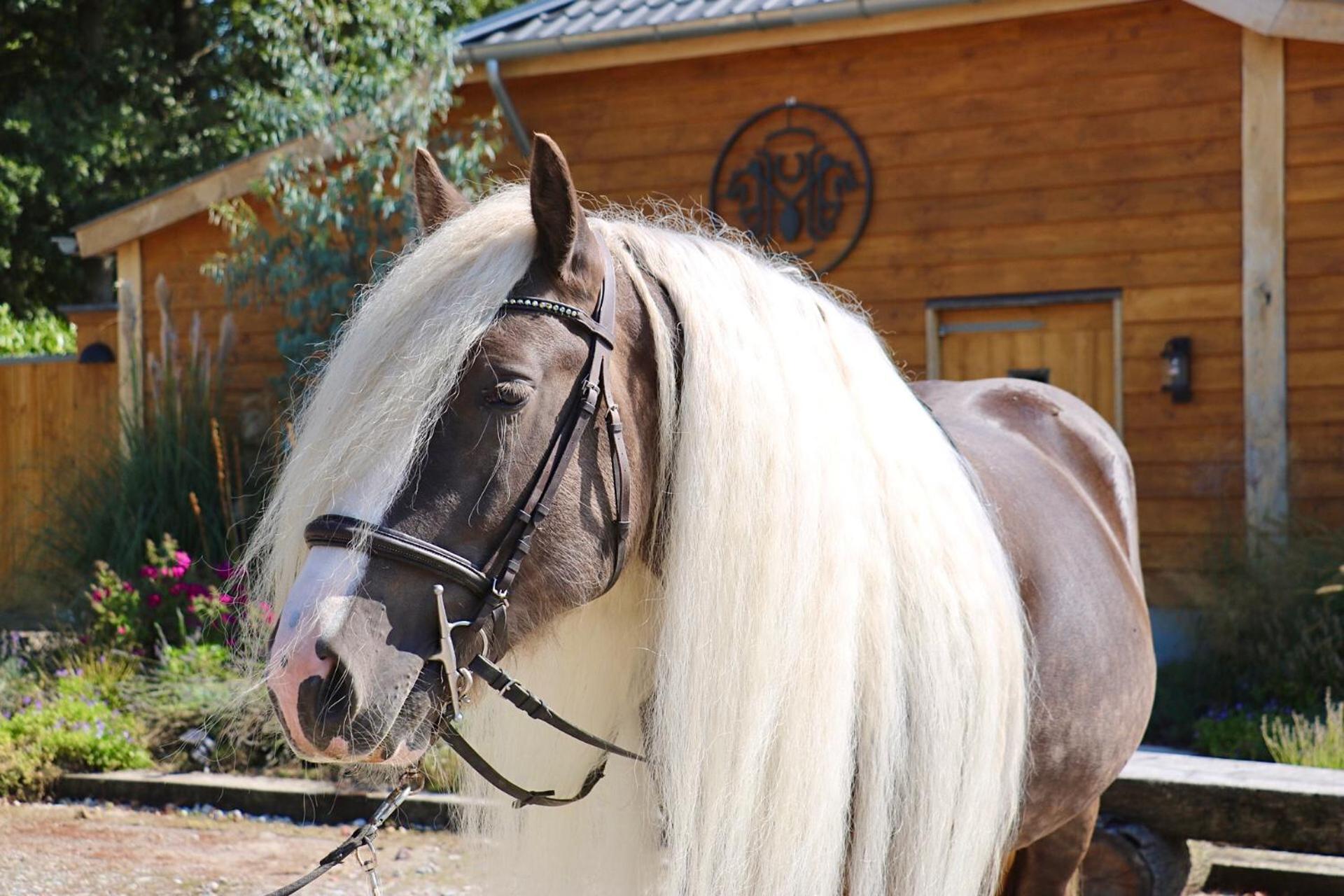 Magnolia Hoeve - Unieke Bestemming Voor Paardenliefhebbers En Bijzondere Overnachtingen In De Natuur Ledeacker Eksteriør billede