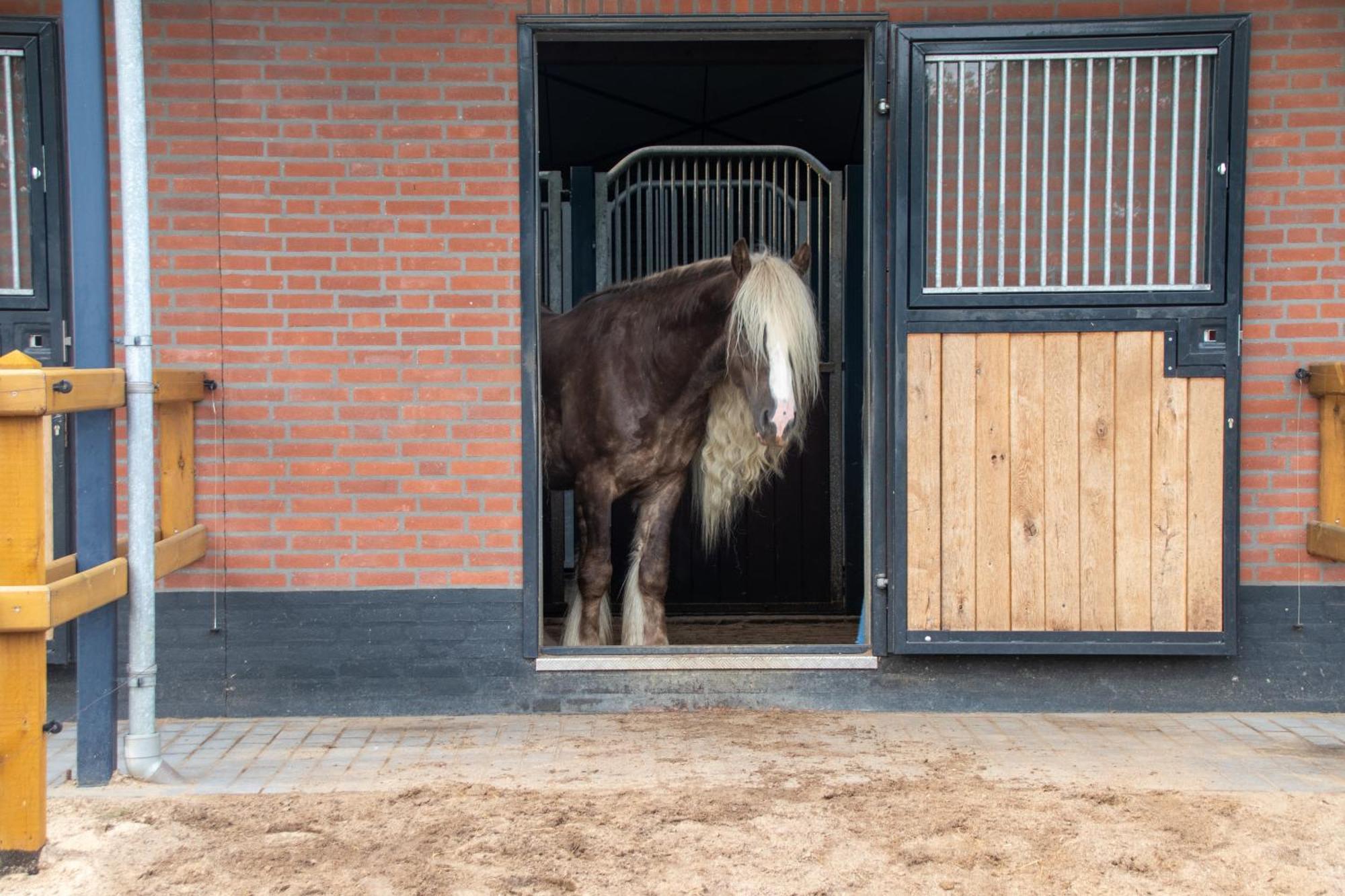 Magnolia Hoeve - Unieke Bestemming Voor Paardenliefhebbers En Bijzondere Overnachtingen In De Natuur Ledeacker Eksteriør billede