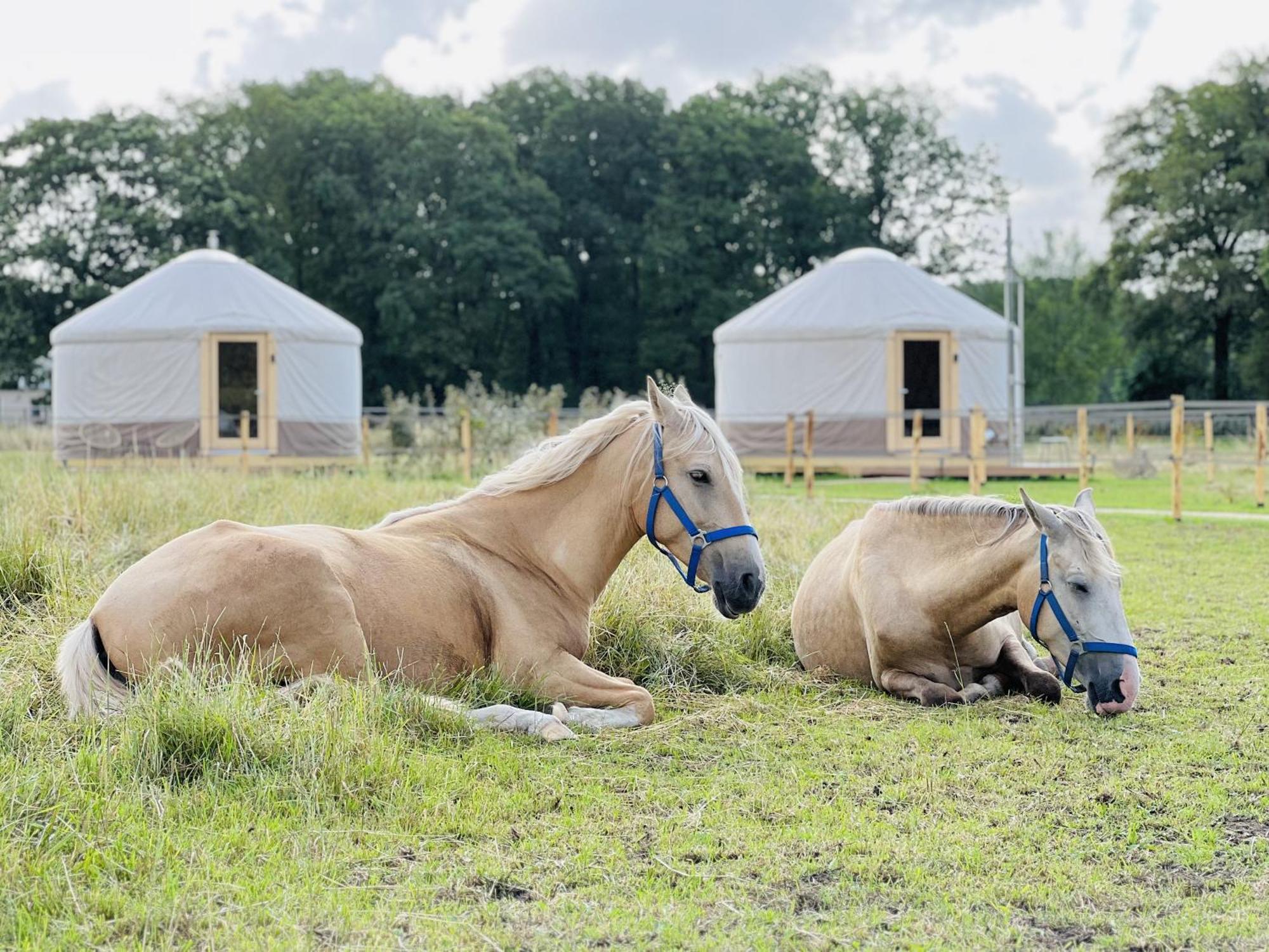 Magnolia Hoeve - Unieke Bestemming Voor Paardenliefhebbers En Bijzondere Overnachtingen In De Natuur Ledeacker Eksteriør billede