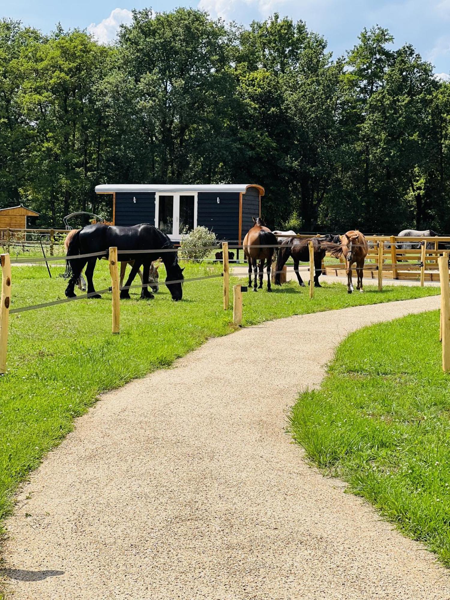Magnolia Hoeve - Unieke Bestemming Voor Paardenliefhebbers En Bijzondere Overnachtingen In De Natuur Ledeacker Eksteriør billede