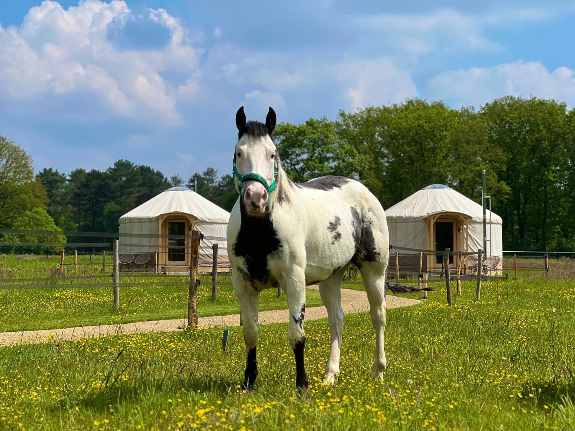 Magnolia Hoeve - Unieke Bestemming Voor Paardenliefhebbers En Bijzondere Overnachtingen In De Natuur Ledeacker Eksteriør billede