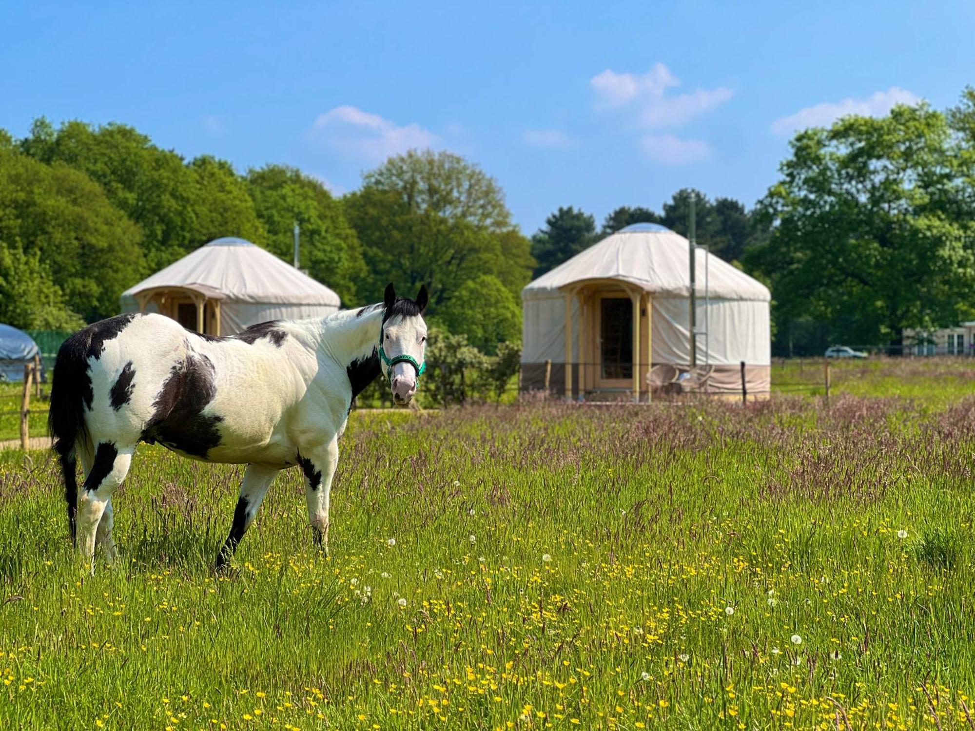 Magnolia Hoeve - Unieke Bestemming Voor Paardenliefhebbers En Bijzondere Overnachtingen In De Natuur Ledeacker Eksteriør billede